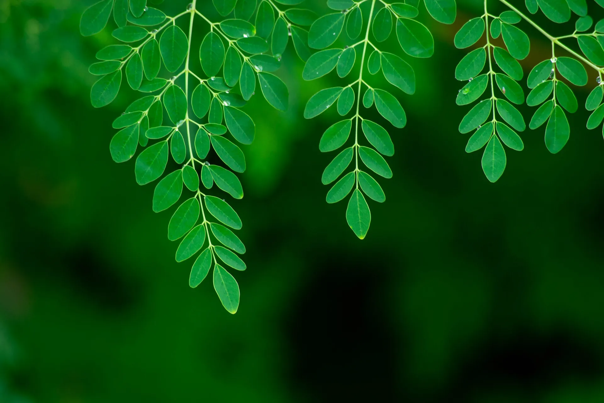 Fresh green moringa leaves spread across a green background, showcasing their vibrant color and natural texture